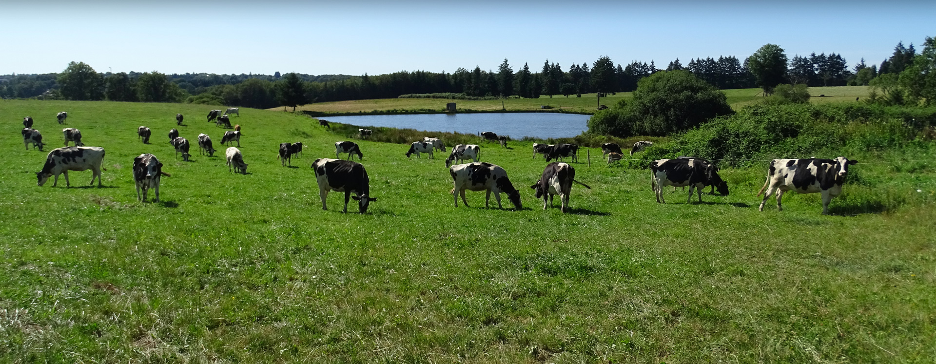Vaches au pâturage dans le Périgord
